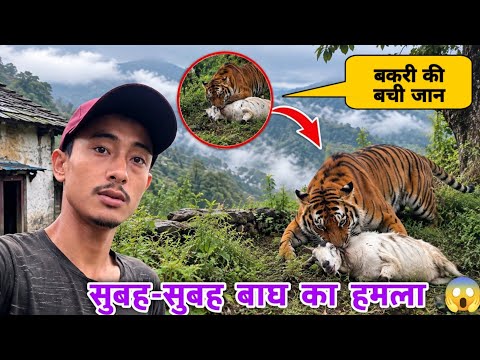 सुबह- सुबह बकरी पे हमला कर दिया 😱 घर के इतने सामने आने लगा है बाघ डर भी नही रहा है 🐐🐅😱 
