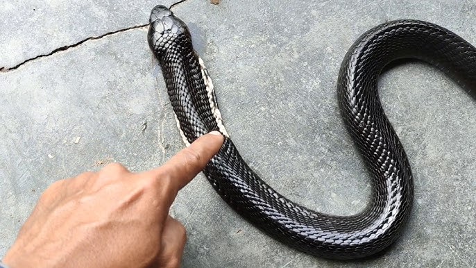 Triss Merigold jinsiy aloqa