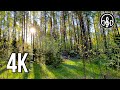 Birdsong in the evening May forest. 10 hours of 4K video.