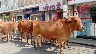 Desfile Rural / Carro De Boi / Areado MG