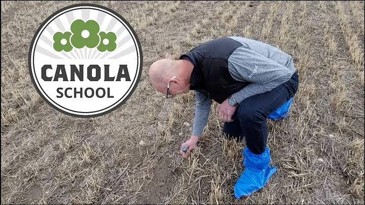 Canola School: Test soil temperature to mitigate d...