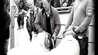 Dingle, Ireland / The Sheep fair