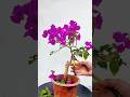Sharing flowers growing tips everyday. #FlowerGrowingTips #Gardening#FlowerCare#HomeGarden#PlantCare
