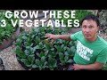 Grow these 3 Vegetables to Eat Sooner Rather than Later in Spring