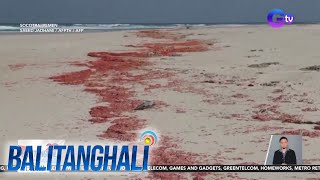 Sandamakmak na patay na hipon, inanod sa dalampasigan | Balitanghali