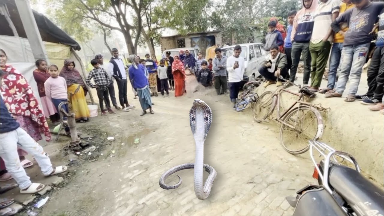 भारतीय चश्माधारी नाग जंगल का खतरनाक लेकिन रहस्यमयी राजा 🐍🐍🐍