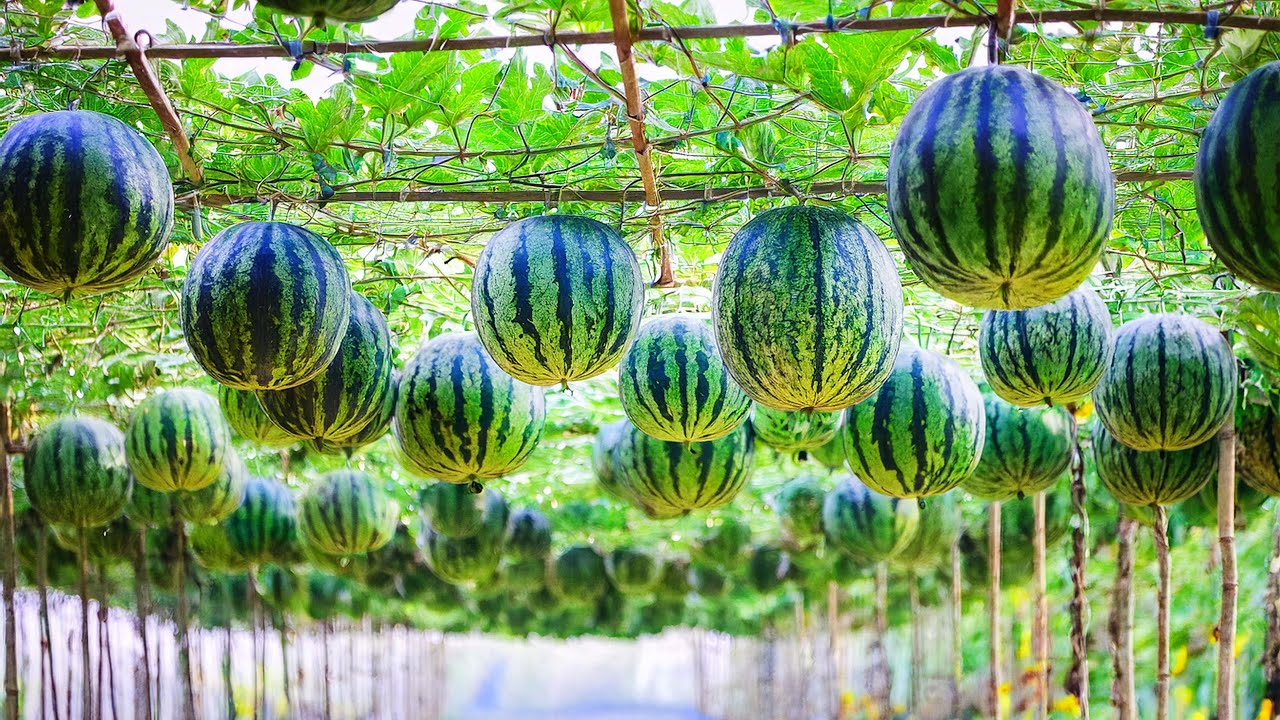 World's Most Expensive Watermelon Black Japanese Watermelon Farming