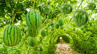 World's Most Expensive Watermelon - Black Japanese Watermelon Farming - Black Watermelon Cultivation