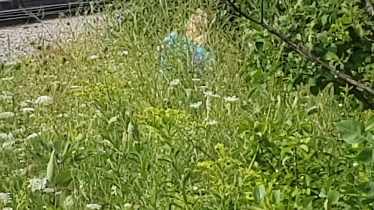 Huffing duster at it's best YouTube