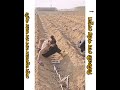 Different methods of planting sugarcane.#trending #viral #shorts
