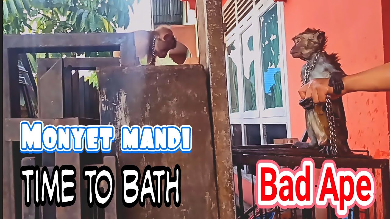 Waktunya monyet mandi | monkey bathing