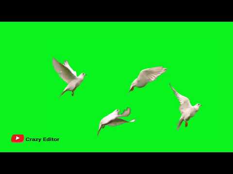 GREEN SCREEN Dove Birds Flying Effects HD No Copyright Chroma Key Dove Pigeon