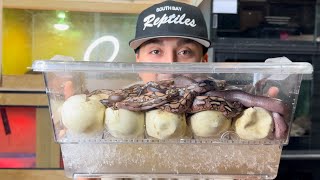 Famous Baby Superdwarf pythons hatching !! Wealth