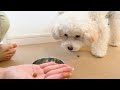 子犬の様子がおかしい。どなたか助けてください...