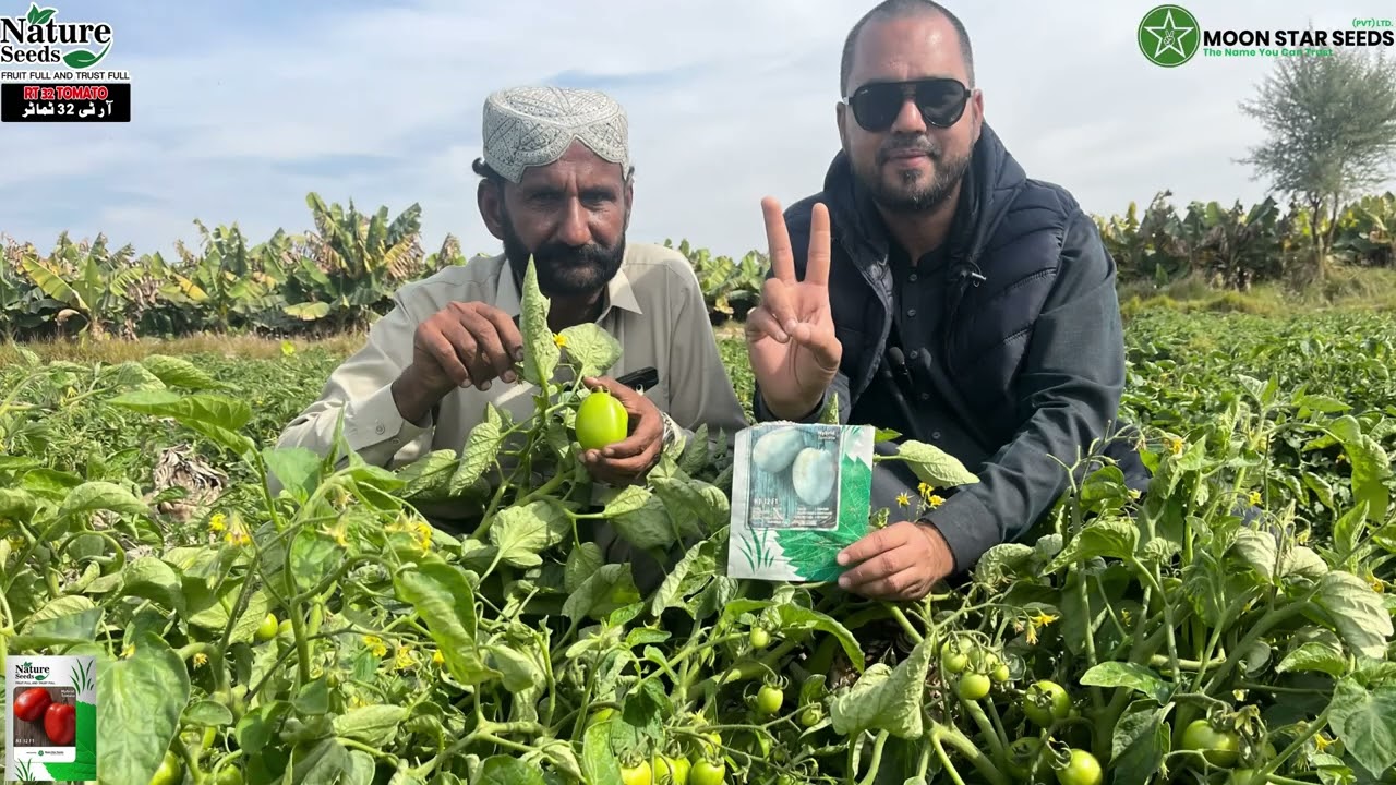 RT 32 F1 Hybrid Tomato Result | شہدادپور کے کھیت میں زبردست پیداوار 🍅 | Moon Star Seeds