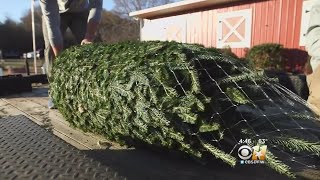 WX 101: A Little Science On Christmas Tree Recycling