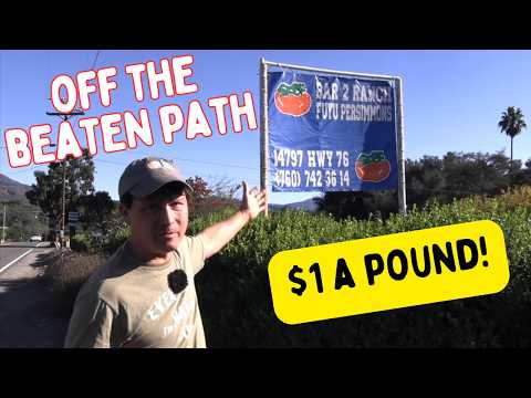 The Secret $1 Persimmon Farm Grocery Stores DON'T Want You to Find