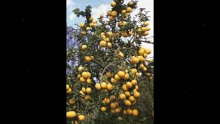 Vídeo de O Galho Da Limeira