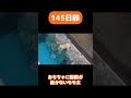 【145日目】おもちゃを取ろうとしてプールに落ちるモモ太　ホッキョクグマ成長記録47　#shorts