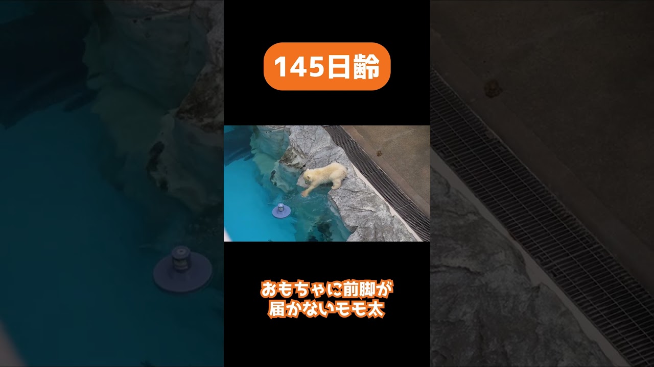 【145日目】おもちゃを取ろうとしてプールに落ちるモモ太　ホッキョクグマ成長記録47　#shorts