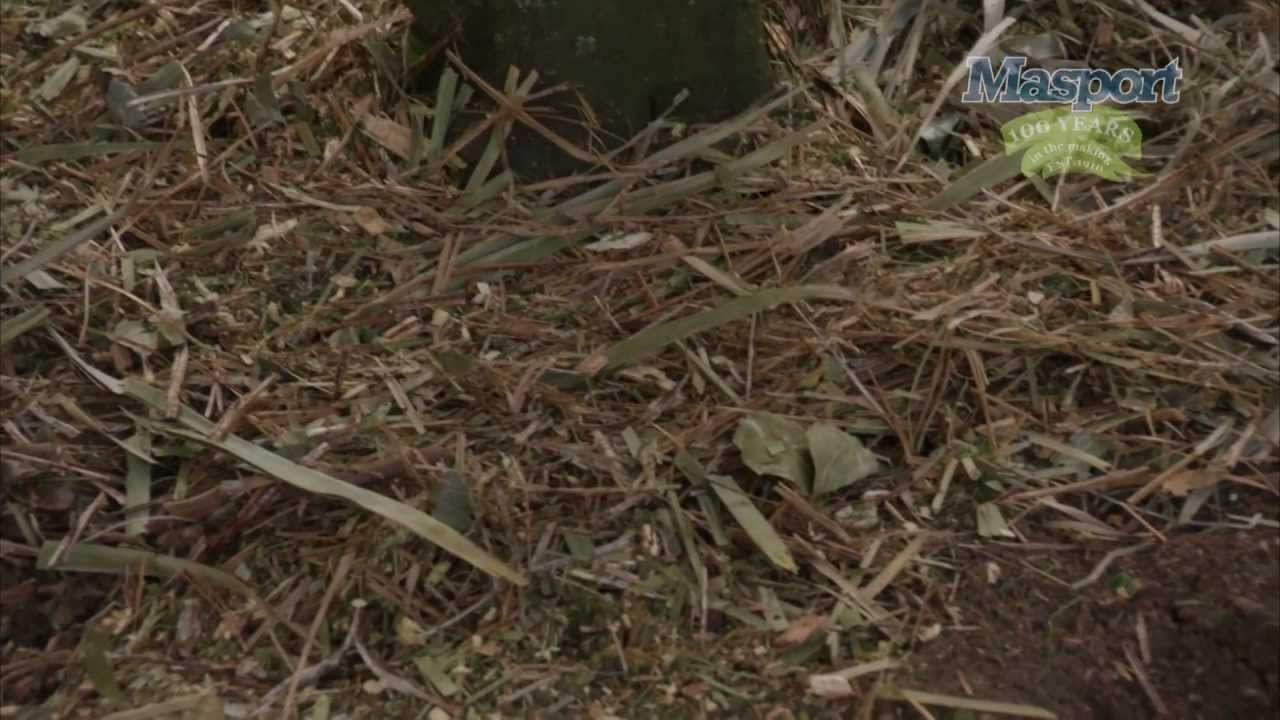 Masport Lawnmowers: Chipperchute