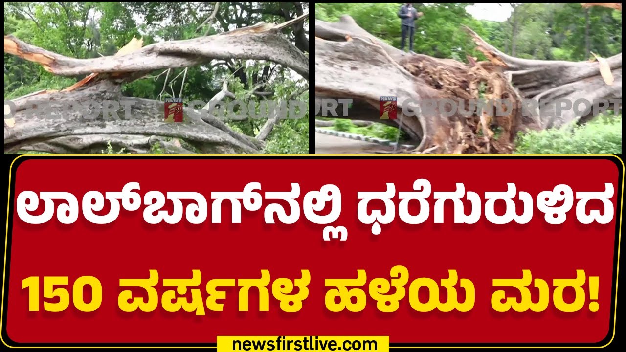 Lalbagh : Ficus Cunninghamii ಪ್ರಭೇದದ ಬೃಹತ್​ ಮರ ಧರೆಗುರುಳಿದೆ | Tree Fall | @newsfirstkannada