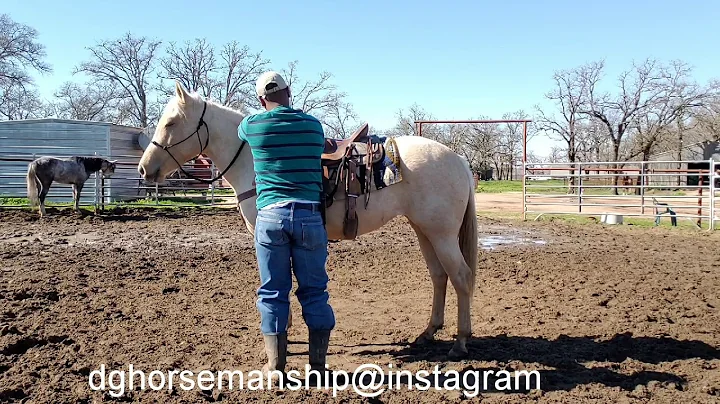 Horse training Darrell Gardner's Horsemanship