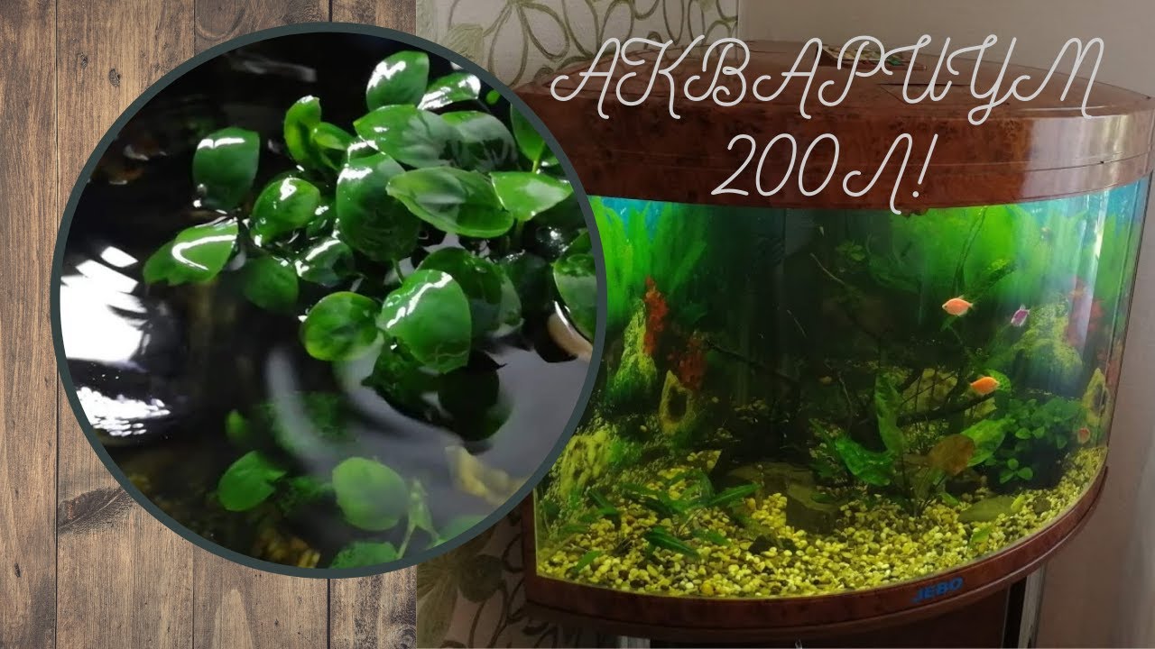 Угловой аквариум на 200 литров | Подмена воды и чистка стенок - YouTube
