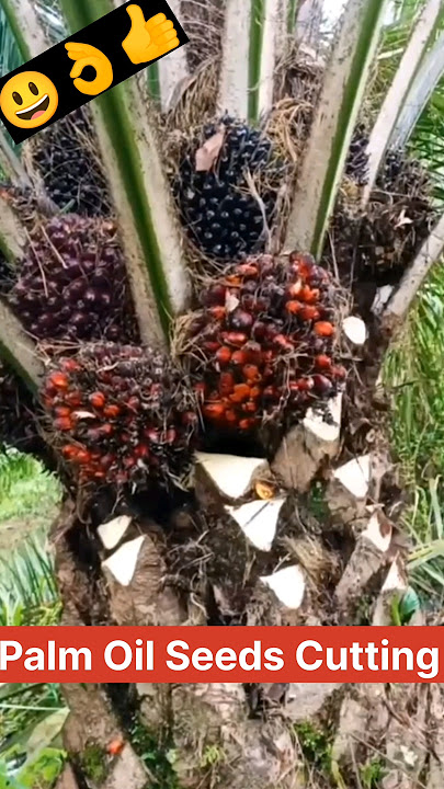 Proses Pemotongan Bibit Kelapa Sawit 🔥 #youtubeshorts #shortsvideo #shorts