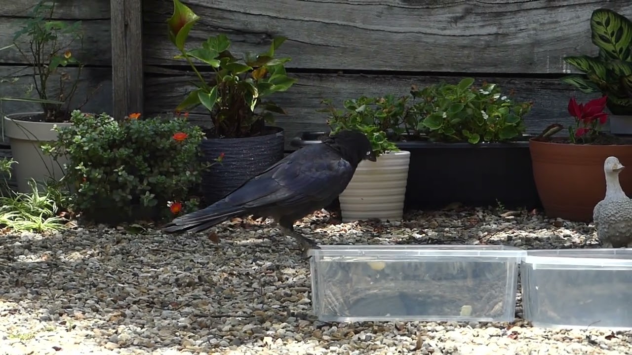 The crow tried to pull the water basin  !
