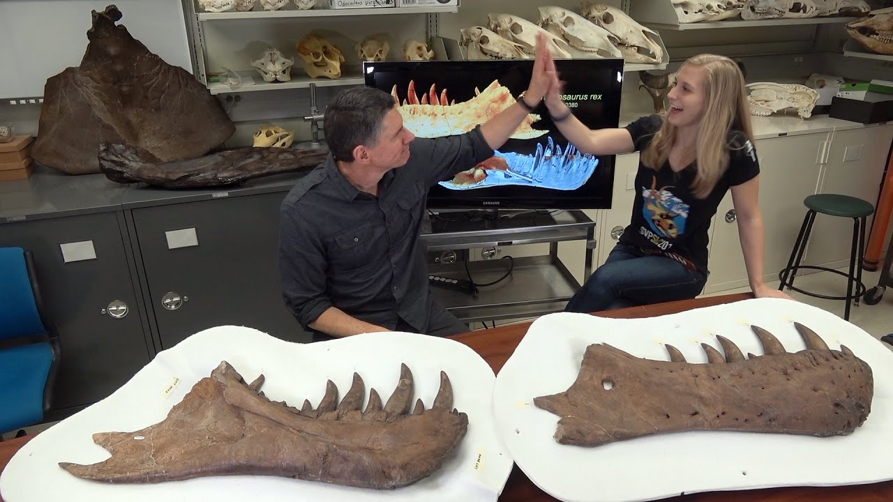 Dissecting with Emily - Tyrannosaurus rex holotype dentaries
