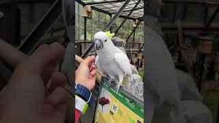 Vlog Traveling Lembang park & Zoo