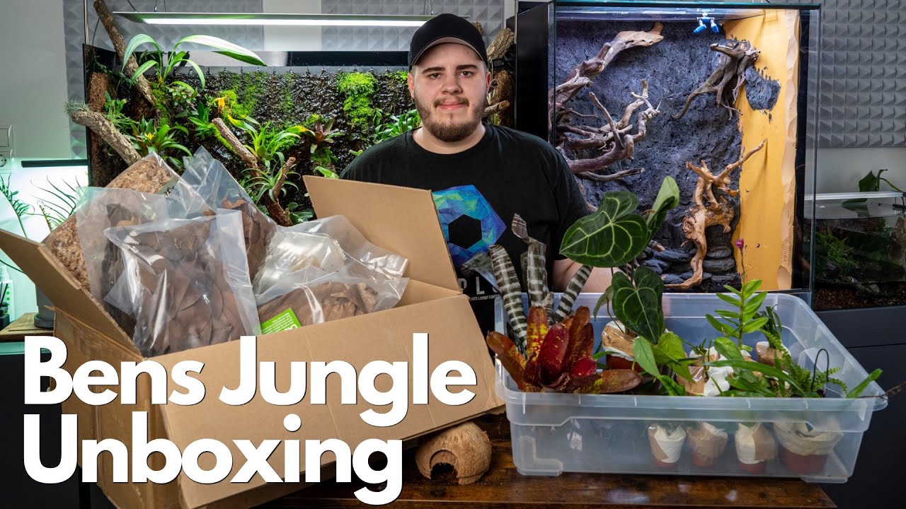 Terrarium Pflanzen Unboxing! Bens Jungle 🌿🌿