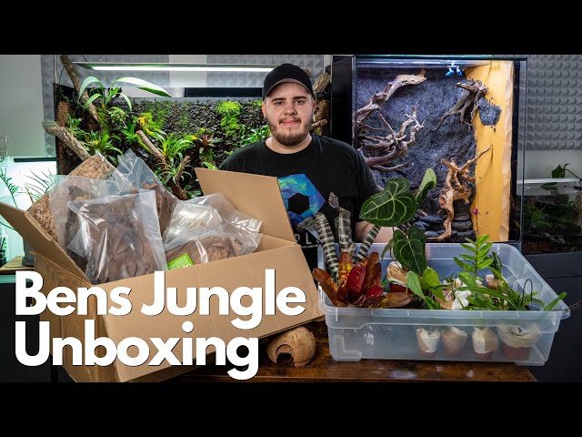 Terrarium Pflanzen Unboxing! Bens Jungle 🌿🌿 