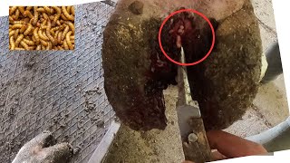 1 tonluk boğayı 1 gramlık kurtçuk deviriyor  / maggots nested in cow hoof / inek ayak bakımı