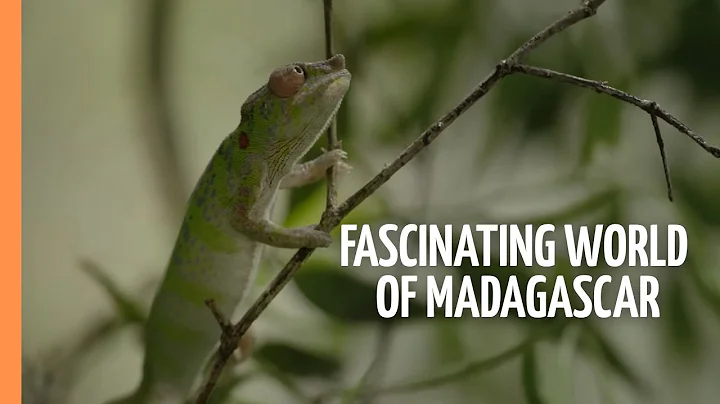 The Fascinating World of Madagascar - Where Weird Wildlife Thrives | Full Documentary