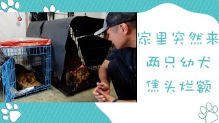 两只性格完全不同的幼犬训练以及对待的差别幼犬寄养第一天