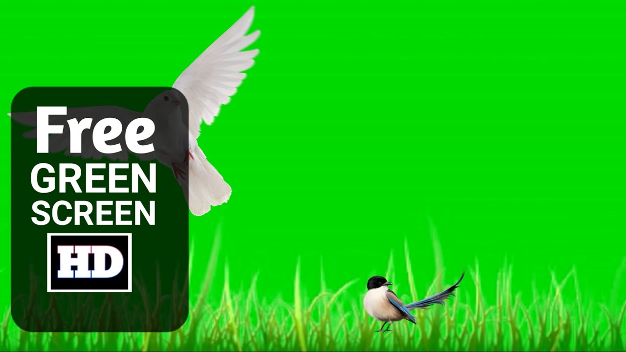 4k Grass green screen video | Bird green screen | Green screen grass ...