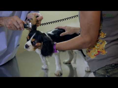 Vidéo: Pattes moites chez les chiens