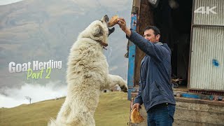 Goat Herding  Part 2 (Hairy Dogs) | Documentary ▫4K▫