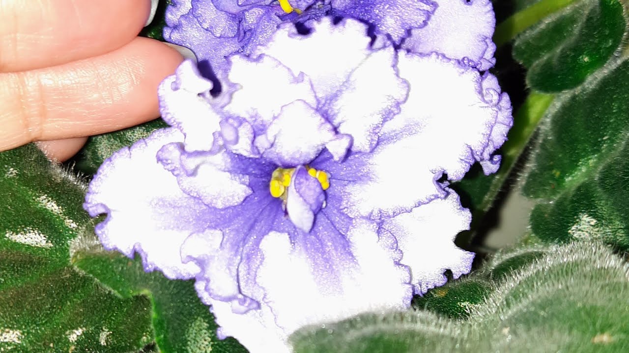 Как выглядят мои подоконники ? ???Яблоку негде упасть????Пора расширяться?? ...