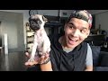 BABY PUG LIVESTREAM!