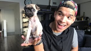 BABY PUG LIVESTREAM!