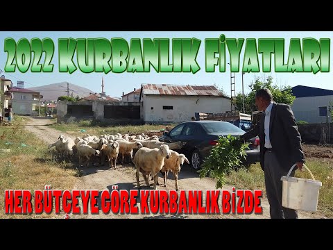 Tufanbeyli Hayvan Pazarı Kuruldu. Kurbanlık Satışları Başladı. Fiyatlar 2 Bin 500 - 6 Bin TL