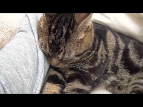 мур мяу 腕枕で甘えて寝る猫のむさし Spoiled Cat the Musashi to sleep in arm pillow