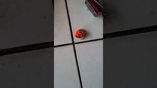 kelomang berjalan maju kedepan mundur kebelakang #umangumang #kelomang