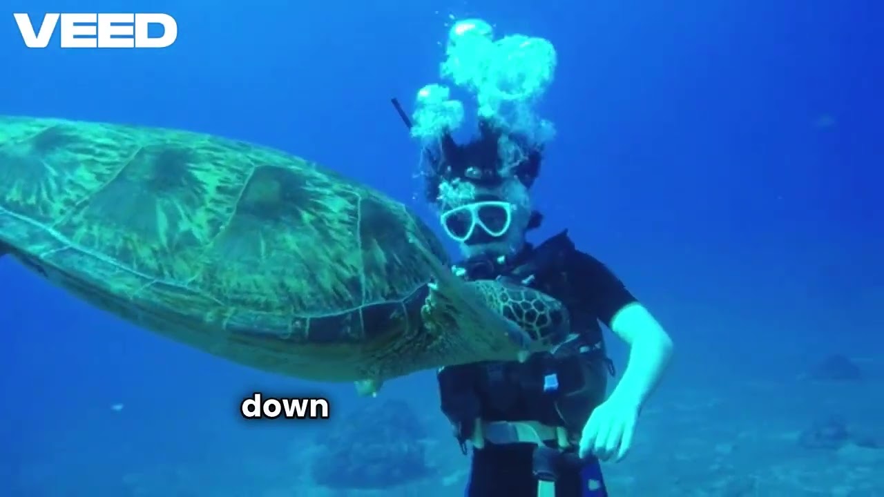 История тигра и черепахи часть 014