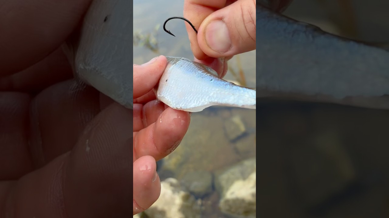 Zanderbiss im letzten Moment – Köderfisch bleibt dran! 