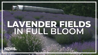 Here's 27 places to eat, drink and smell lavender in Oregon wine country