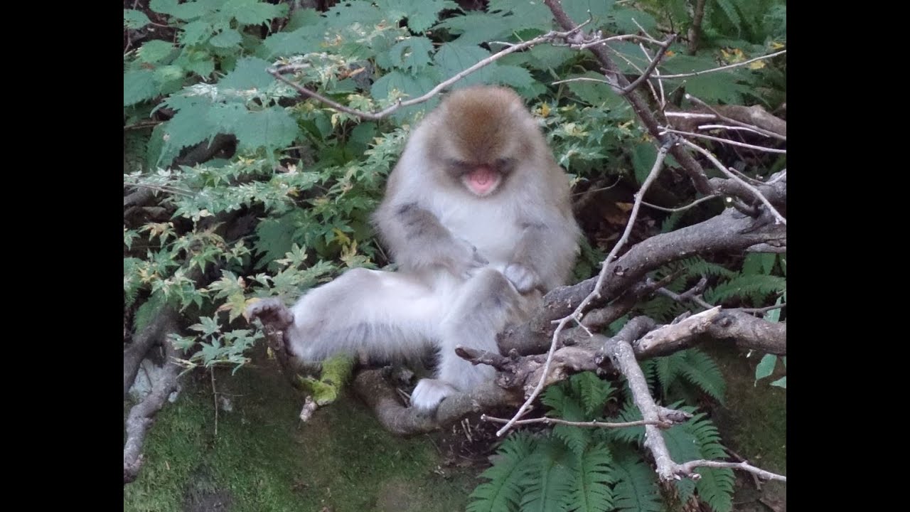 山形の五色温泉に向かう途中に猿と遭遇 Youtube